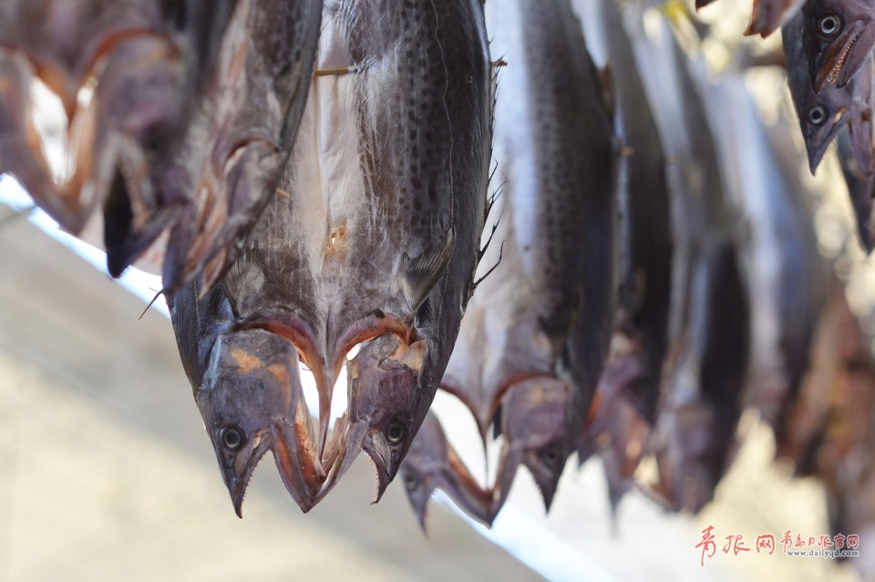 青島進(jìn)入秋鲅魚晾曬季 空中美味誘人味蕾(圖)